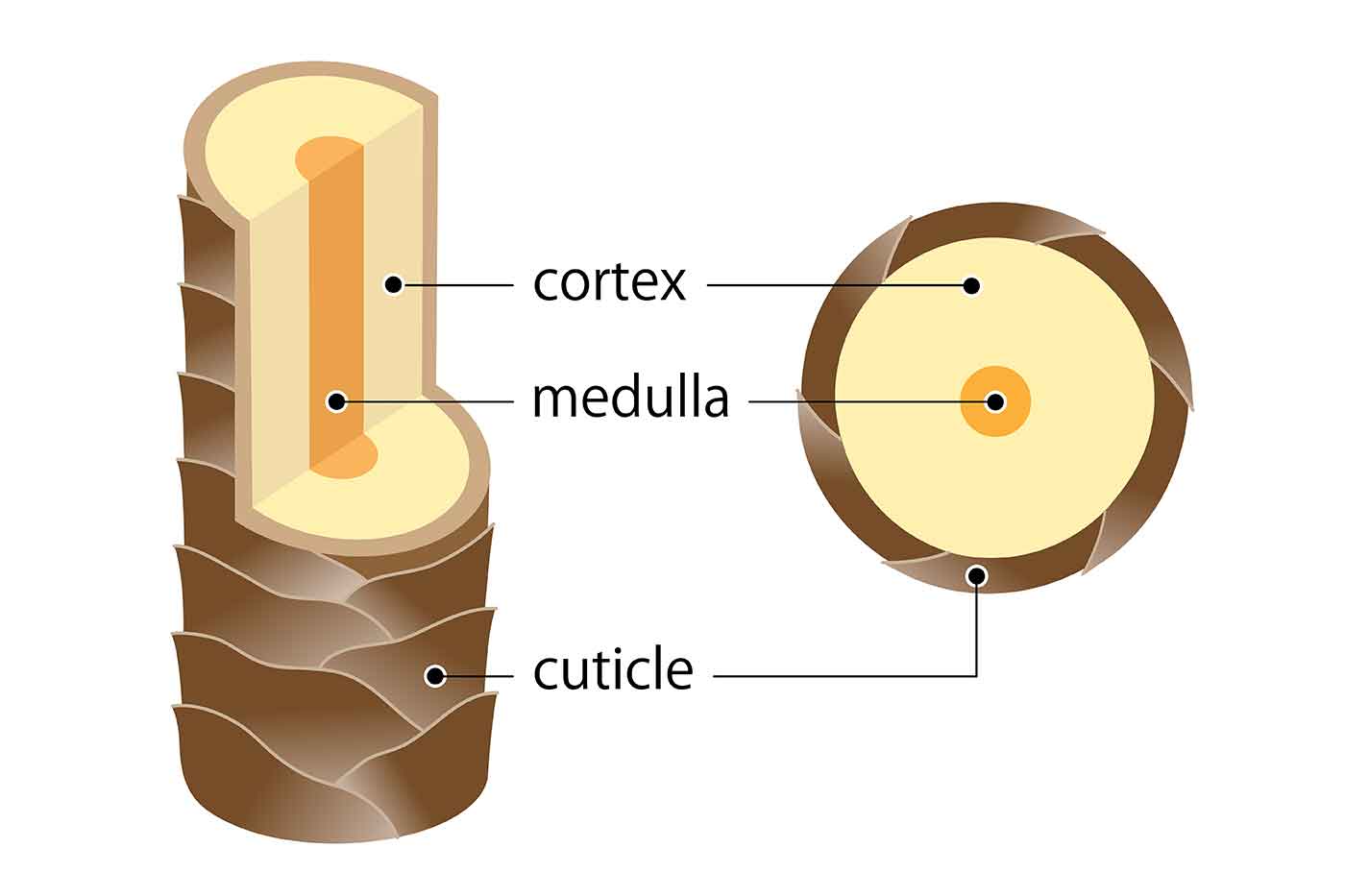 The Science of Prelightening Hair StyleSpeak